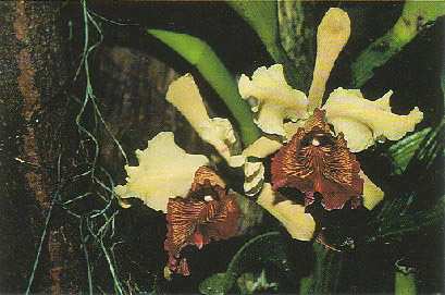 Cattleya dowiana