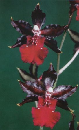 Colmanara Jungle Cat 'Burma Ruby"