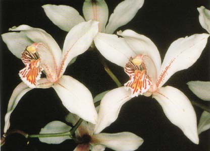 Cymbidium insigne