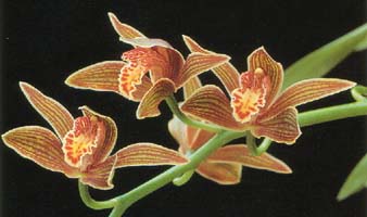 Cymbidium irioides (syn. C giganteum)