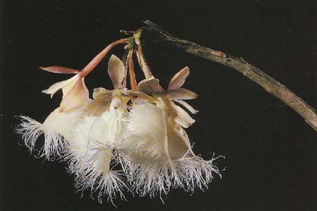 Epidendrum ilense