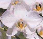 Phalaenopsis amabilis
