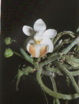 Phalaenopsis lobii