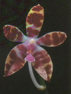 Phalaenopsis mariae