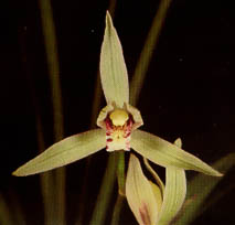 Japanese Cymbidium Kanran