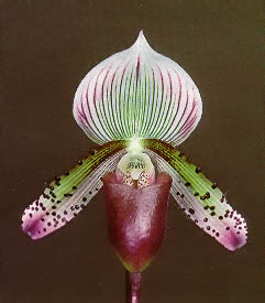 Paphiopedilum