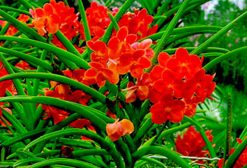 Red Vanda