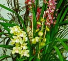 Cymbidiums