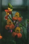 Disa Kewensis picture