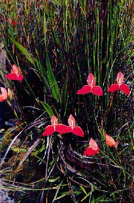 Group of Disa orchids