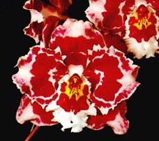 Odontoglossum