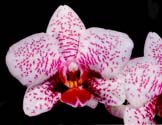 Phalaenopsis hybrid