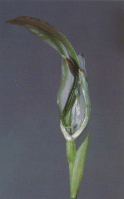 The labellum of a Pterostylis baptistii traps fungus gnats. Some flowerparts are removed for clarity.