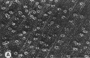 Scanning electron micrographs of the leaf surface of Cymbidium dayanum the lower epidermis