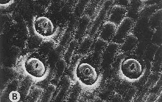 stomata magnification x 380