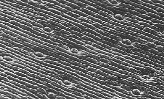 Scanning electron micrograph of the leaf surface of Cymbidium atropurpureum the lower epidermis showing scattered stomata (x 125)