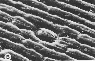 single stoma and surrounding cells (magnification x750)