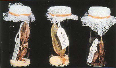 Orchid fruites are allowed to ripen and dry in closed containers before the seeds are collected and stored