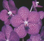 Vanda hybrid