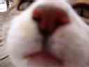 Cal's big nose