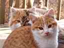 Louise's little kitties