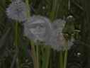 Louise dandelion