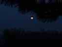 mooninpines (Small).jpg