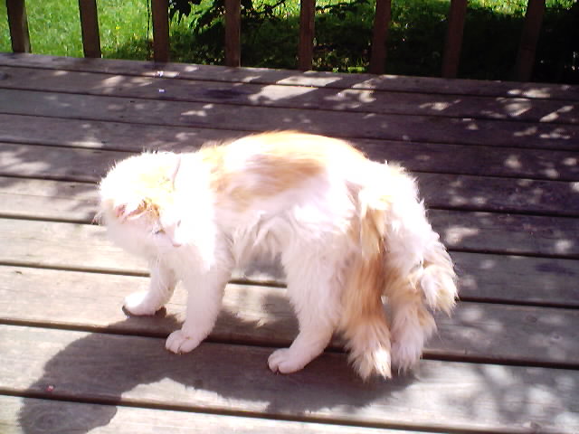 Photo of tomcat