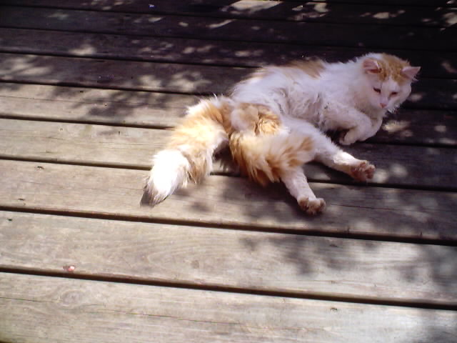 another photo of tomcat