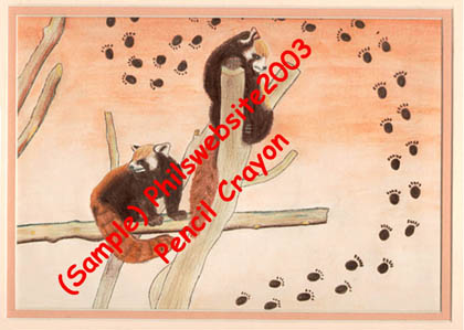 2 racoons done in pencil crayon