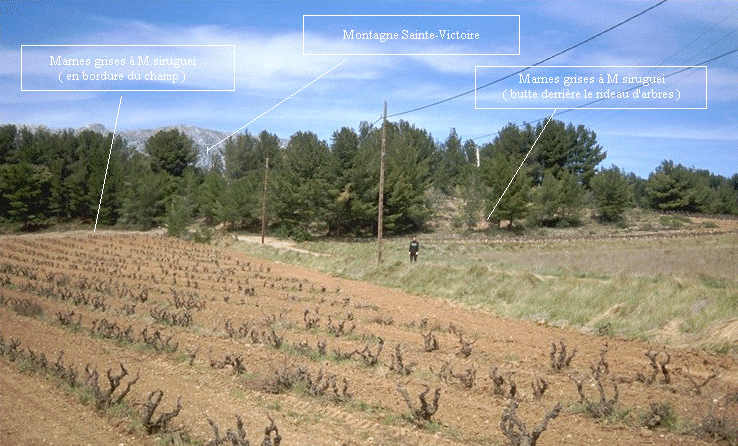 Gisement Chamoux retouche 2.gif (275767 octets)