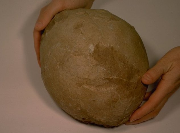 Oeuf de Dinosaure ( Megaloolithus mamillare) , Rognacien sup�rieur ( Maastrichtien inf�rieur ) des environs de Chateauneuf-le-Rouge ( Bouches-du-Rh�ne , France ) , d�couvert en 1978 , collection priv�e  ( J.L.V , Aix ), Photographie : Ph.Kerourio , reproduction interdite ,  ao�t 1999 .
