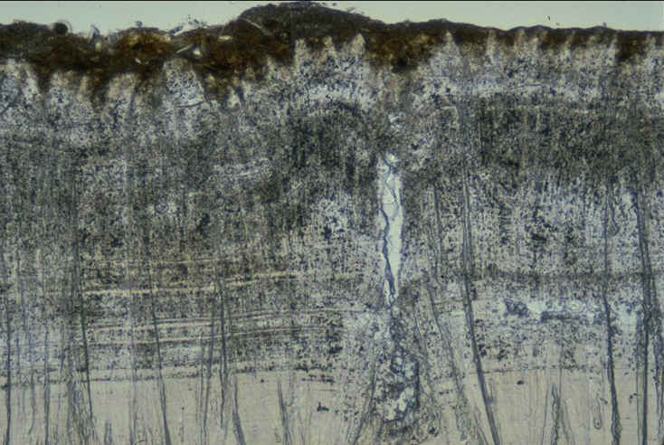 Subtilioolithus section radiale Rognacien du bassin d'Aix , auteur : Ph.Kerourio , reproduction interdite.jpg (114119 octets)