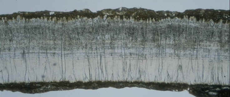 Subtilioolithus section radiale Rognacien du bassin d'Aix , auteur : Ph.Kerourio , reproduction interdite.jpg (66663 octets)