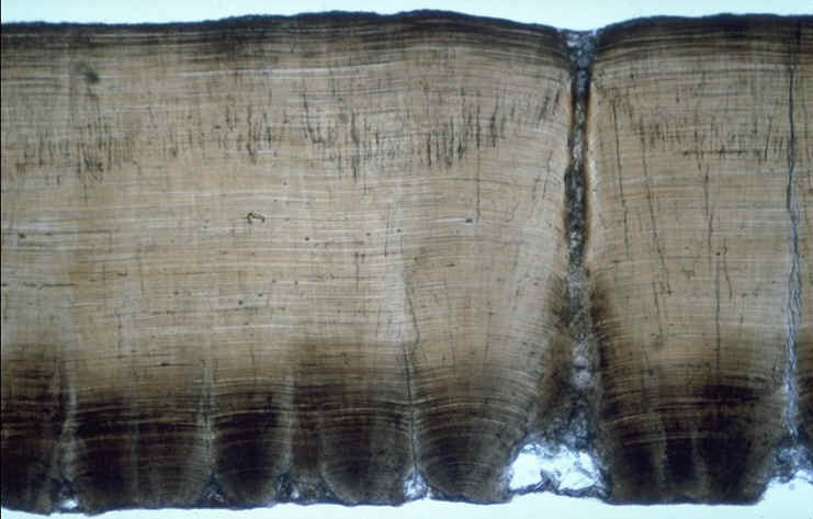 Cairanoolithus coupe radiale lumi�re naturelle Rousset-sur-Arc , bassin d'Aix ,auteur : Ph.Kerourio , reproduction interdite.jpg (79620 octets)