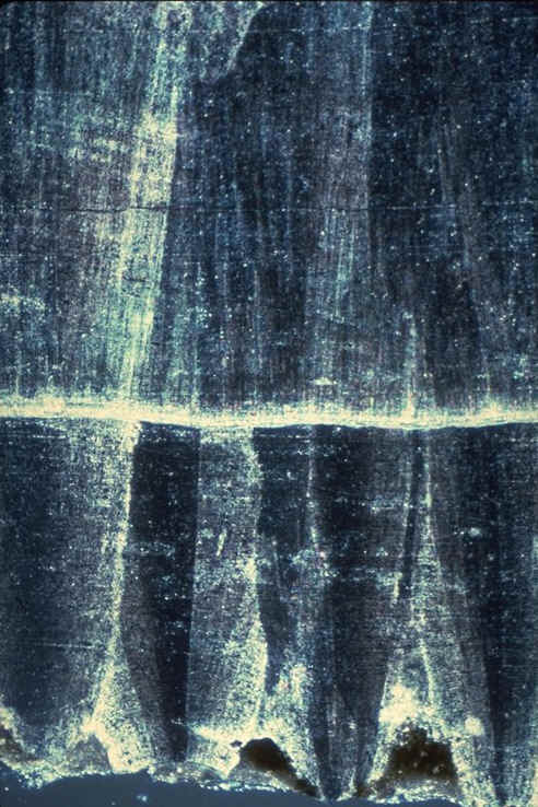 Coquille bistratifi�e.jpg (126770 octets)