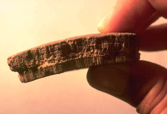 Coquille multistratifi�e , gisement de Bass�gat , commune de Fox-Amphoux , Var , auteur : Kerourio , coll.Priv�e , reproduction interdite .jpg (52671 octets)