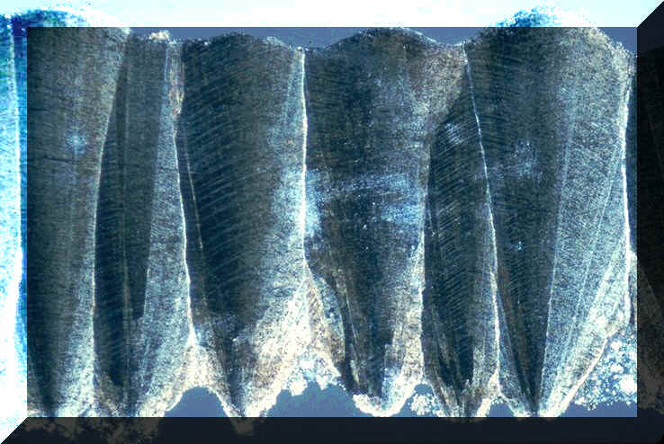 Megaoolithus , section radiale , lumi�re polaris�e , sp�cimen en provenance des marnes rouges � Dinosaures de Ch�teauneuf-Le-Rouge ( Boucches-du-Rh�ne , France , Rognacien sup�rieur , Maastrichtien ) , photographie : Ph.Kerourio , reproduction interdite