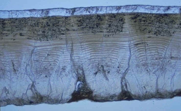 Section radiale oeuf de crocodilien Rognacien infrieur des environs de Puyloubier , Bouches-du-Rhne , France , auteur: Ph.Kerourio.jpg (67958 octets)