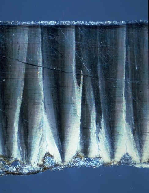 Cairanoolithus dughii , section radiale en lumi�re polaris�e , gisement de Roques-Hautes , Rognacien inf�rieur , photographie : Ph.Kerourio , reproduction interdite.jpg (68849 octets)