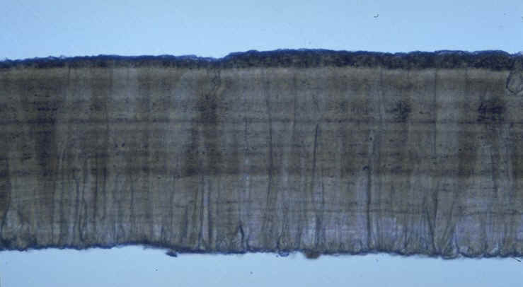 Prismatoolithus nov.sp. B�gudien du gisement de Caderaou , commune de saint Mitre les Remparts , Bouches-du-Rh�ne , photographie : Ph.Kerourio , reproduction interdite.jpg (55592 octets)