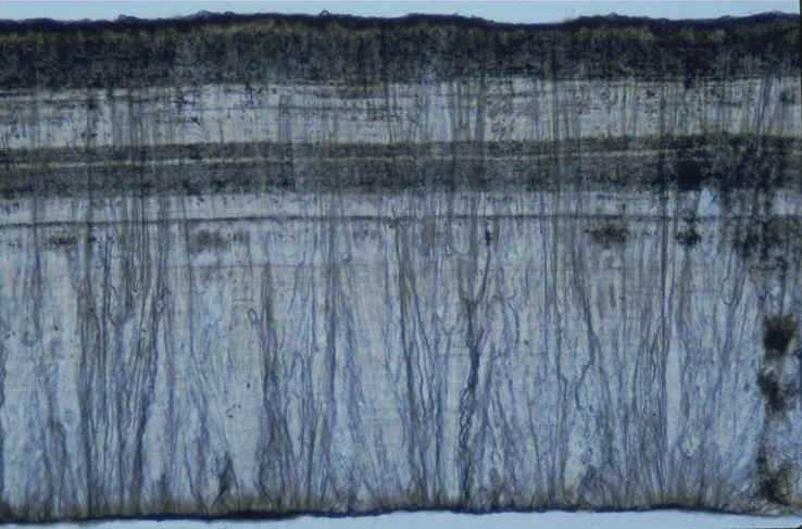 Prismatoolithus , section radiale , gisement de Saint-Pons , commune de Puyloubier , d�partement des Bouches-du-Rh�ne , photographie : Ph.Kerourio.jpg (84057 octets)