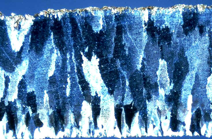 Coupe ornitholithus lumpoljpg modifi 4.jpg (137973 octets)