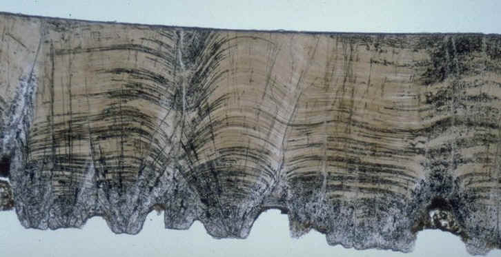 Coupe radiale oeuf de type avien , lumi�re naturelle , Rognacien inf�rieur , bassin d'Aix-en-Provence , auteur : Ph.Kerourio , reproduction interdite .jpg (74146 octets)