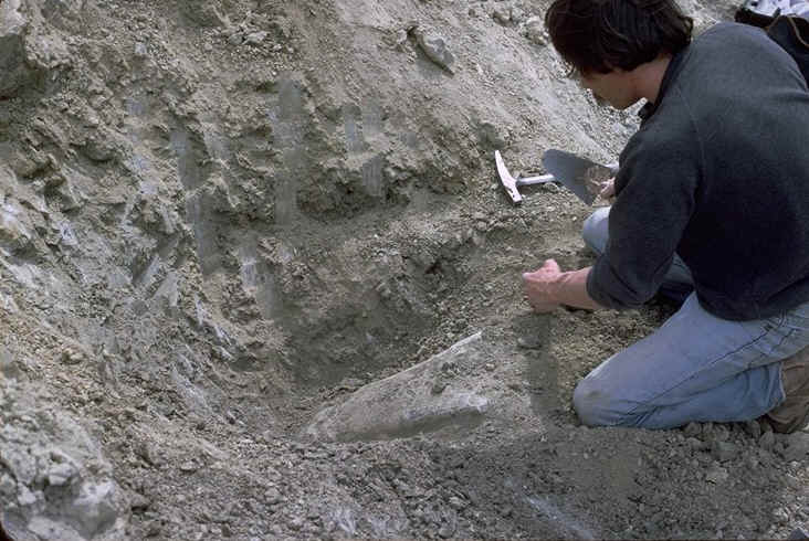 Extraction d'un humrus de dinosaurien sauropode , Rognacien des environs de Castigno ( Hrault ) , auteur : Ph.Kerourio, droits rservs .jpg (120181 octets)