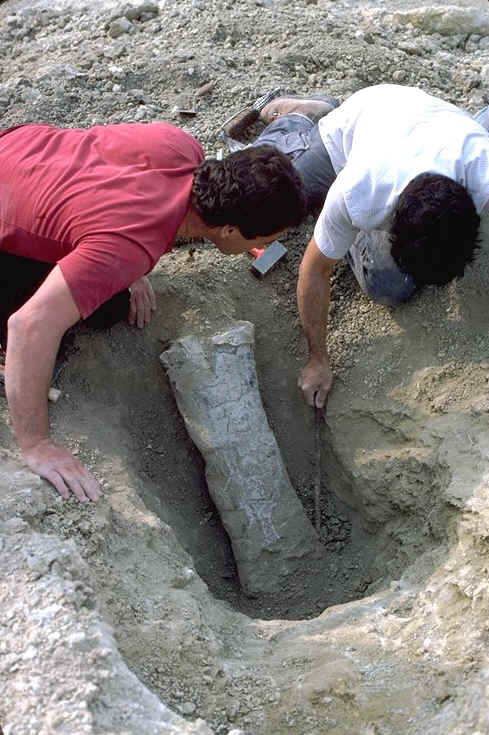 Extraction d'un hum�rus de dinosaurien sauropode , Rognacien des environs de castigno ( H�rault ) , auteur : Ph.Kerourio, droits r�serv�s .jpg (118184 octets)