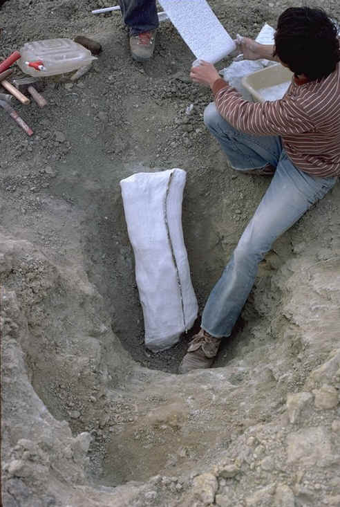 Extraction d'un hum�rus de dinosaurien sauropode , Maastrichtien des environs de castigno ( H�rault ) , auteur : Ph.Kerourio, Droits r�serv�s jpg (109247 octets)