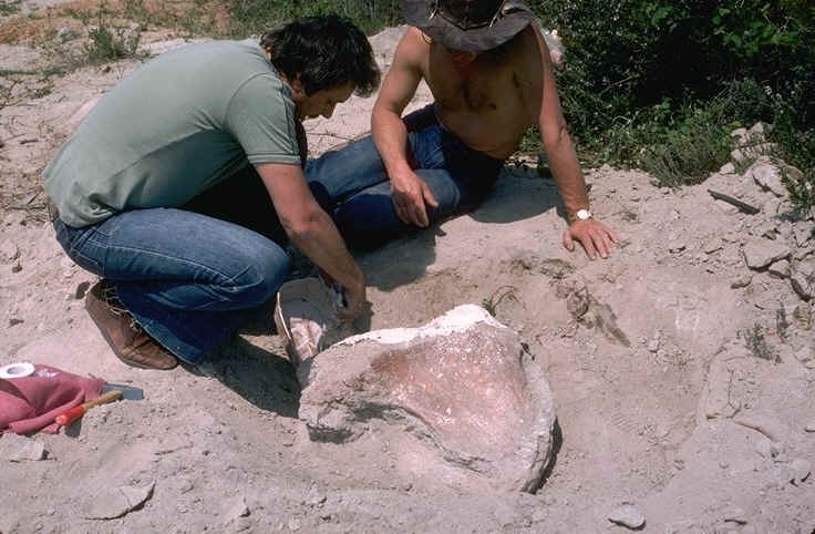 Extraction ilion Dinosaure Pourcieux Var auteur : Ph.Kerourio, reproduction interdite .jpg (109926 octets)