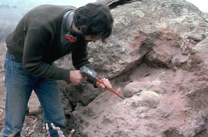 Extraction oeufs de Dinosaures.jpg (98142 octets)