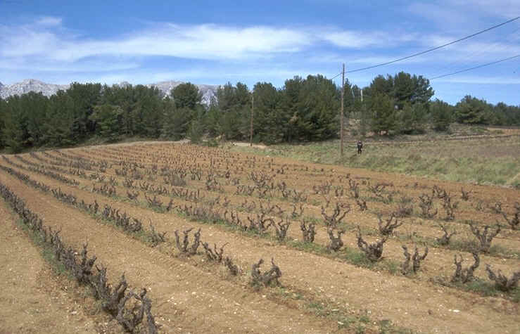 Gisement Chamoux Rousset vue au sol auteur : Ph.Kerourio, reproduction interdite.jpg (96942 octets)